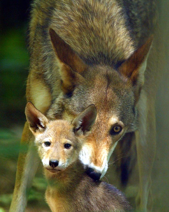 Red Wolves-Greg Koch